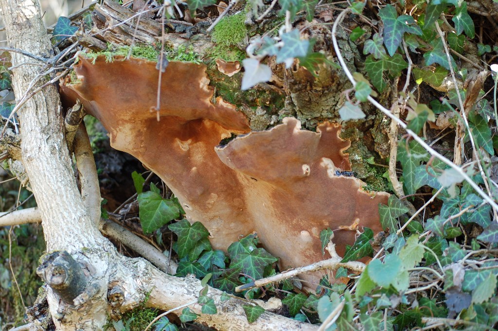 Inonotus sp.?